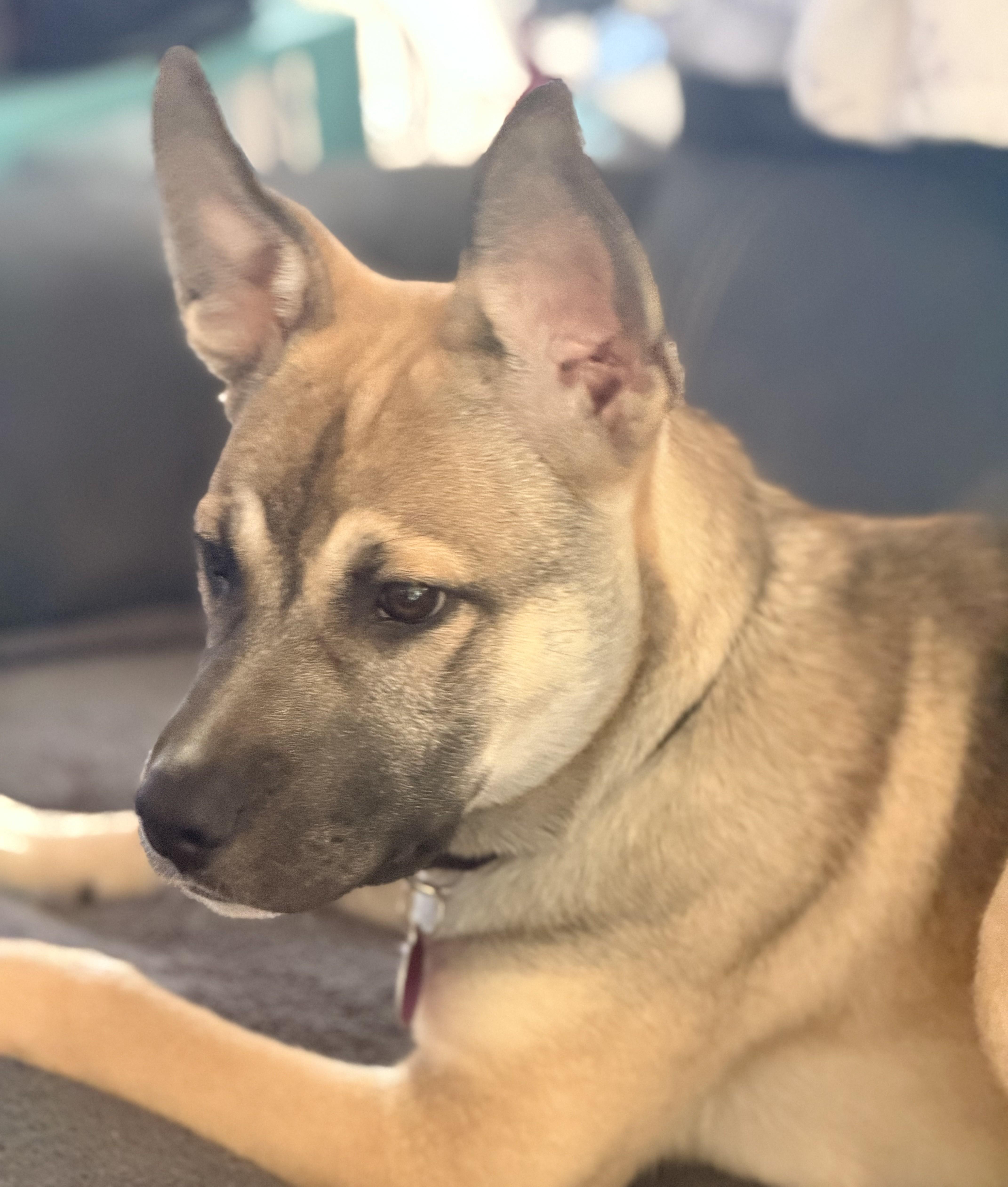 Enlarge Mateo, an adopted mixed breed in Pittsburgh, PA image 3/6