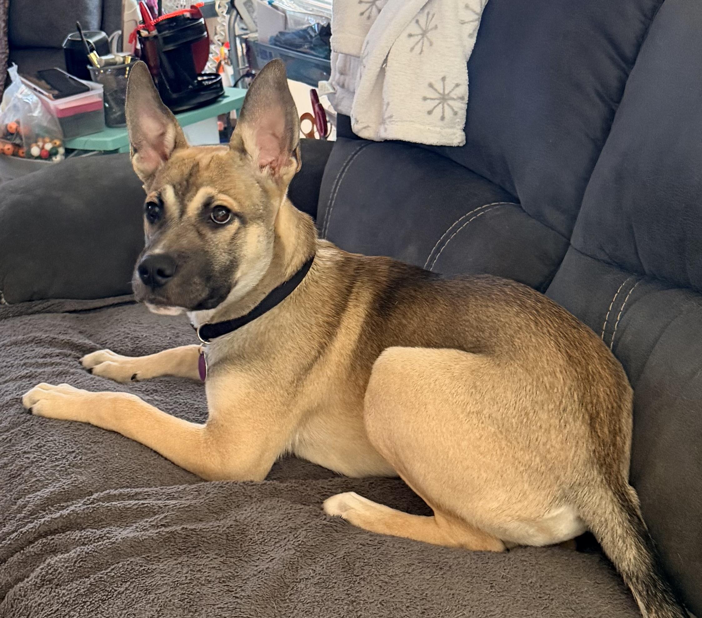 Mateo, adopted, Young Male Shepherd.