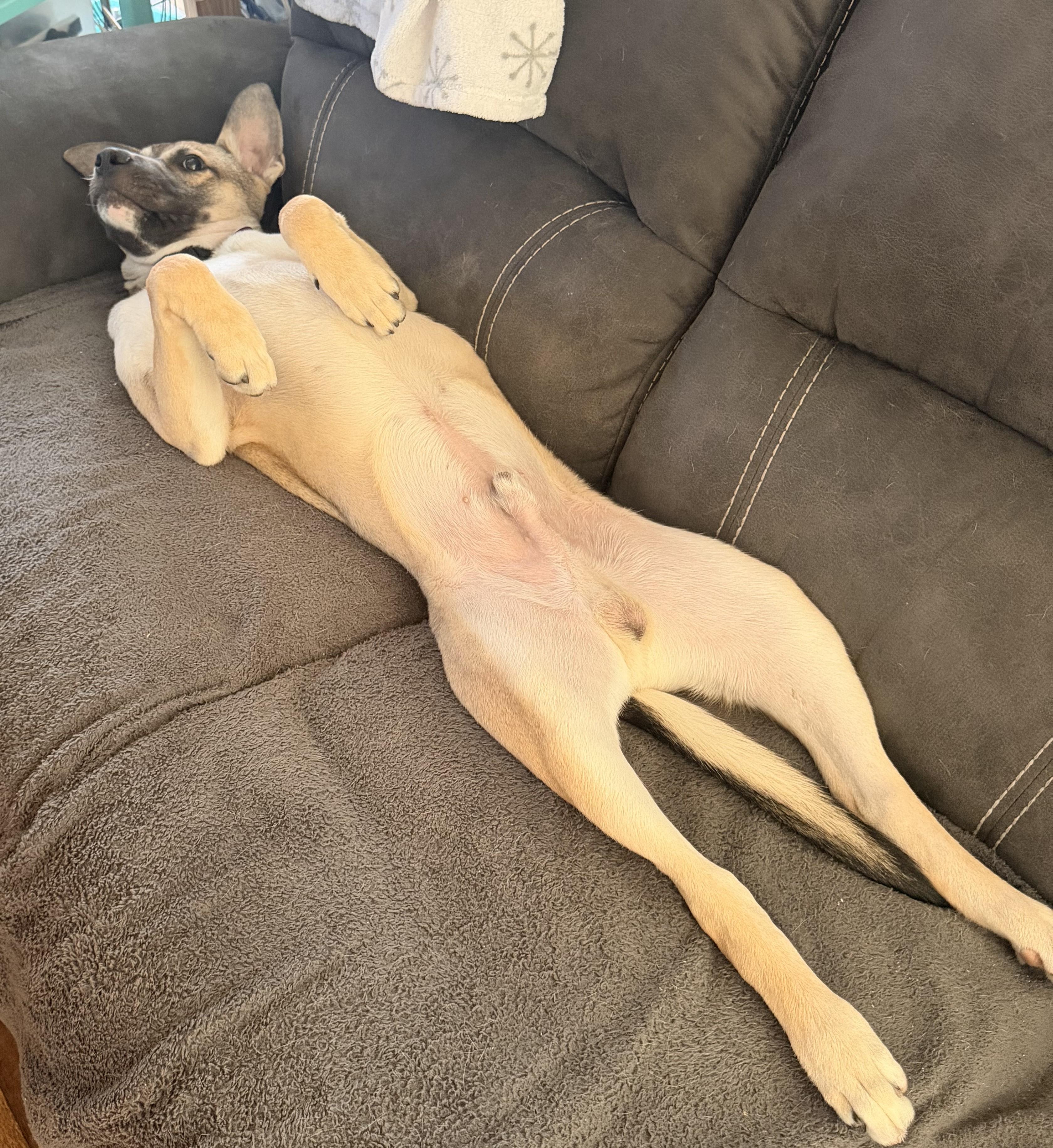 Enlarge Mateo, an adopted mixed breed in Pittsburgh, PA image 6/6