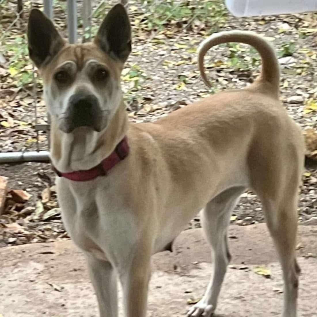 Enlarge TRIA, a Adoptable mixed breed in Cameron, NC image 2/2