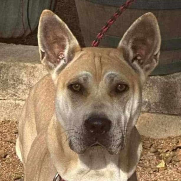 Enlarge TRIA, a Adoptable mixed breed in Cameron, NC image 1/2