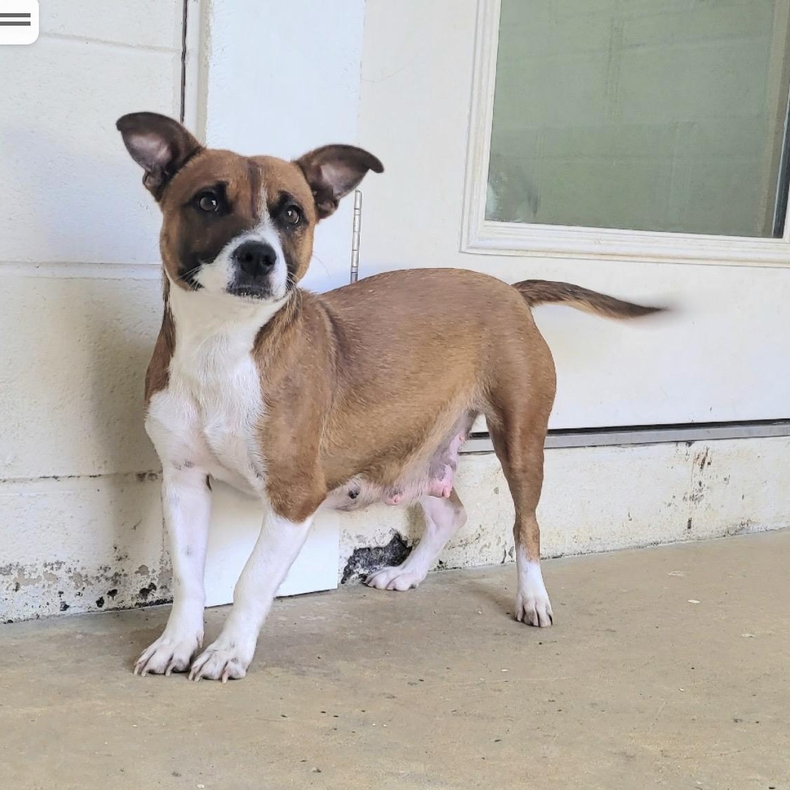 Enlarge Bonnie, an adopted mixed breed in Cumberland, RI image 2/2