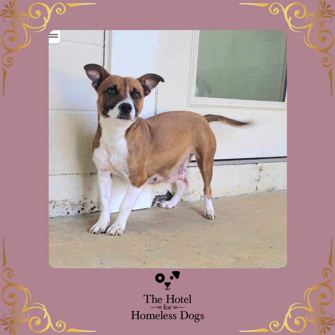 Bonnie, adopted, Adult Female Hound & Terrier.