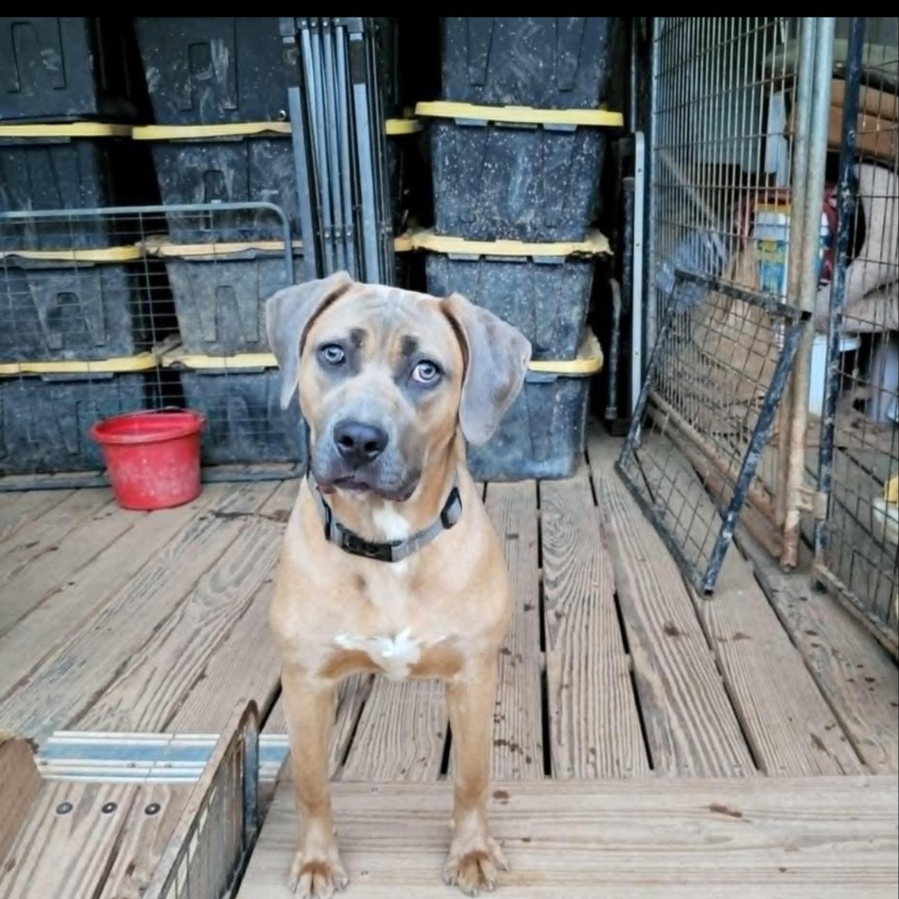 Enlarge Fiona, a Adoptable mixed breed in CUMMING, GA image 2/3