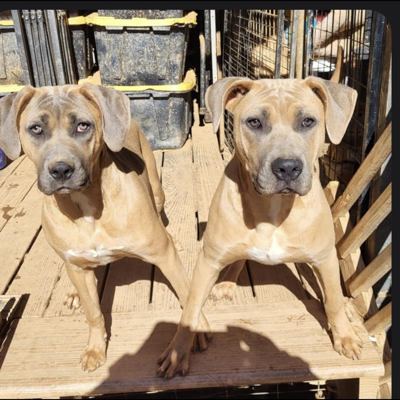 Enlarge Fiona, a Adoptable mixed breed in CUMMING, GA image 3/3