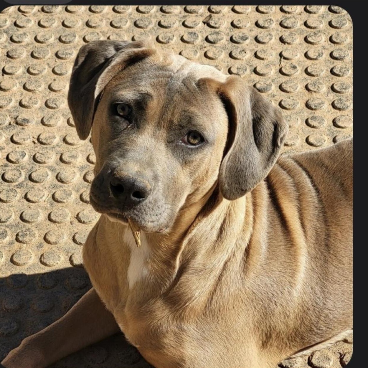 Fiona, Adoptable, Young Female Presa Canario.