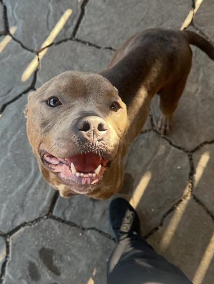 Enlarge Louise, a Adoptable mixed breed in New Orleans, LA image 1/3