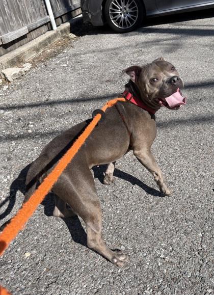 Enlarge Chompers, a Adoptable mixed breed in New Orleans, LA image 1/3