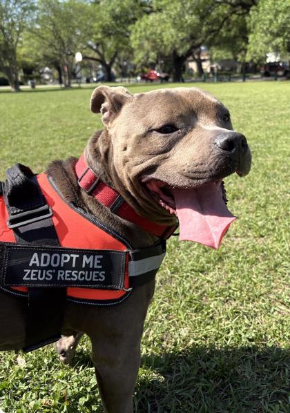 Chompers, Adoptable, Adult Female Terrier & Mixed Breed.