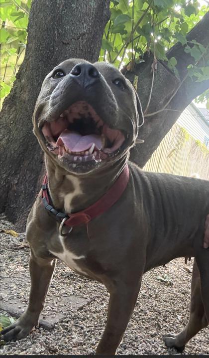 Enlarge Bella Louise, a Adoptable mixed breed in New Orleans, LA image 2/3