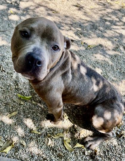 Enlarge Louise, a Adoptable mixed breed in New Orleans, LA image 3/3
