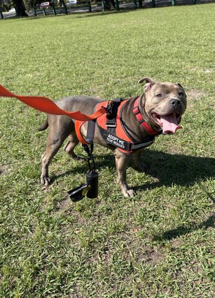 Enlarge Chompers, a Adoptable mixed breed in New Orleans, LA image 2/3