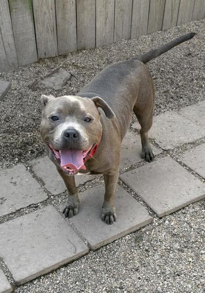 Enlarge Chompers, a Adoptable mixed breed in New Orleans, LA image 3/3