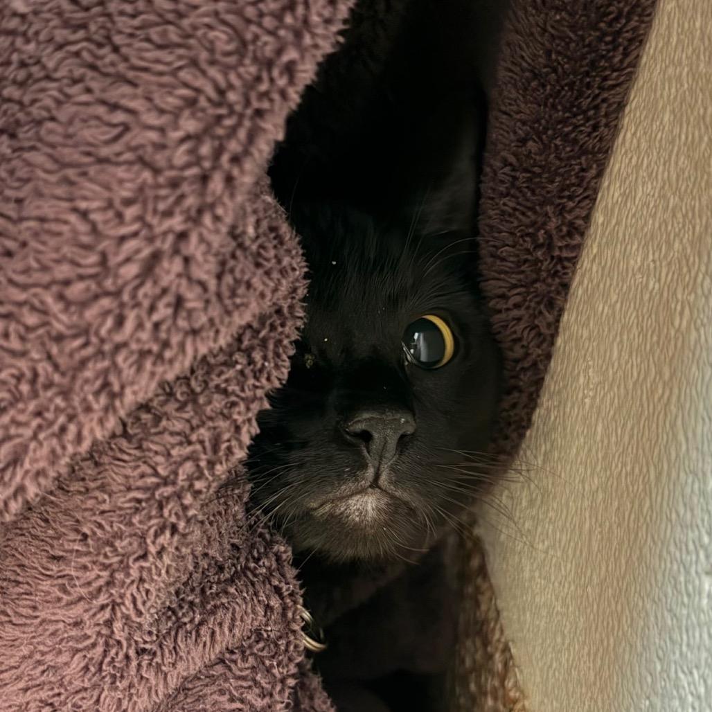 Enlarge Simba-$199, a Adoptable Domestic Short Hair in Springfield, MA image 1/6