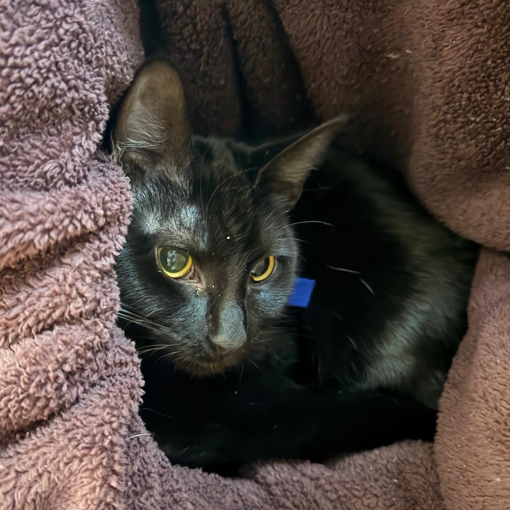 Enlarge Simba-$199, a Adoptable Domestic Short Hair in Springfield, MA image 2/6