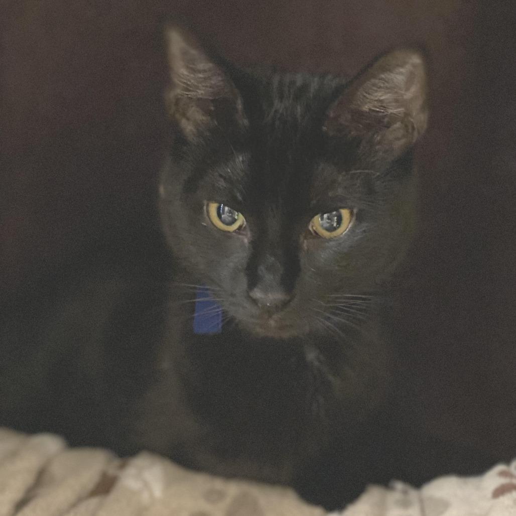 Enlarge Simba-$199, a Adoptable Domestic Short Hair in Springfield, MA image 3/6