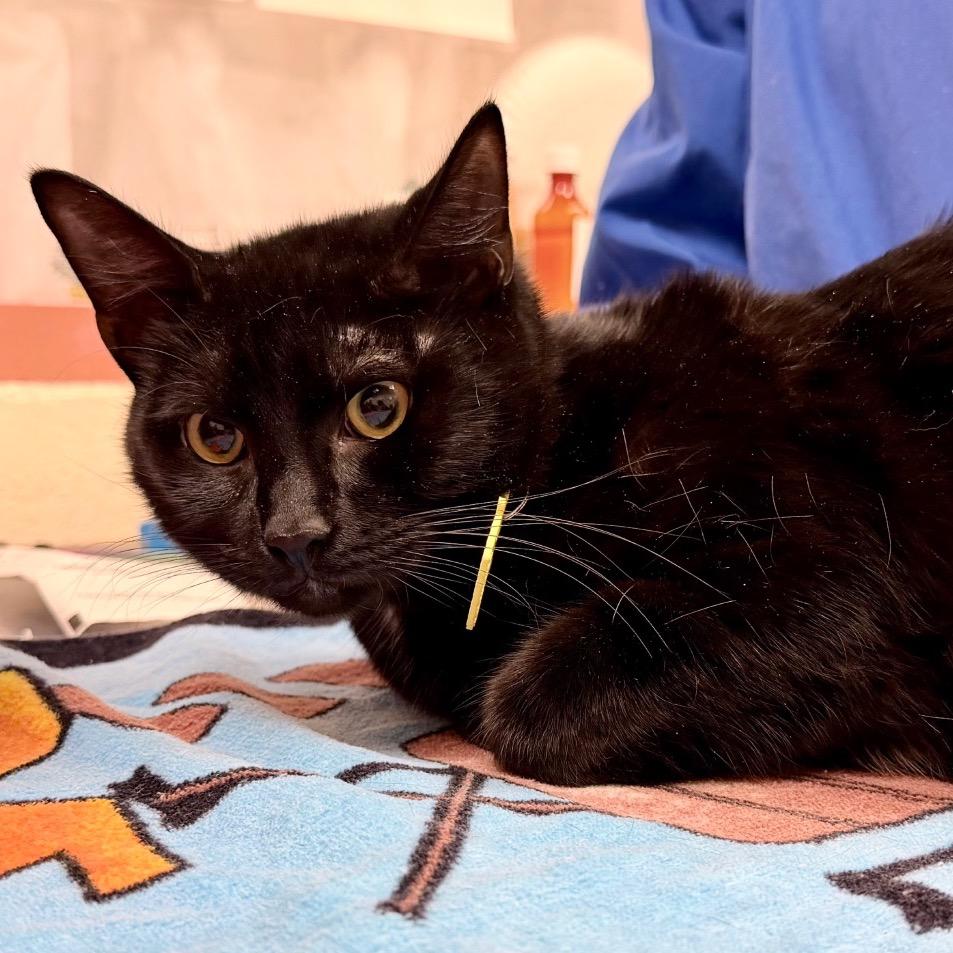 Simba, Adoptable, Young Male Domestic Short Hair.