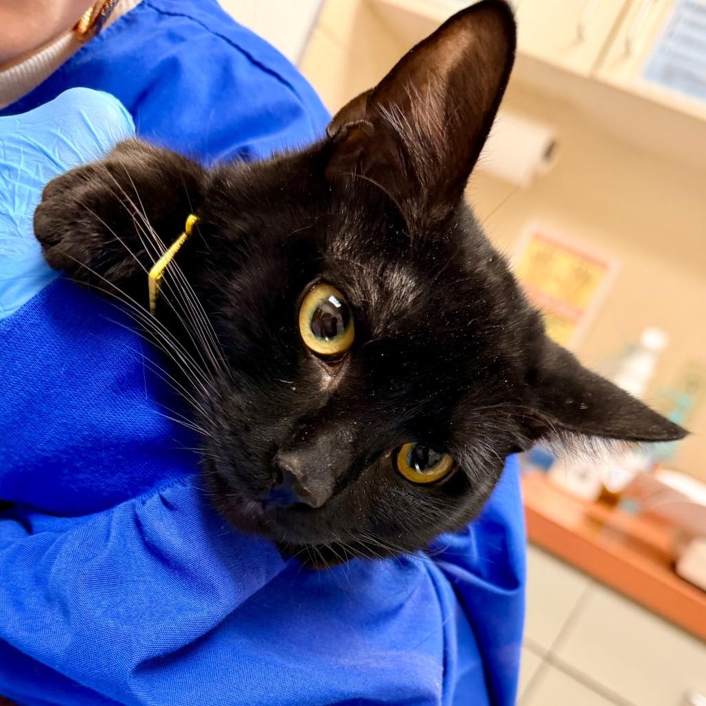 Enlarge Simba, a Adoptable Domestic Short Hair in Springfield, MA image 2/2