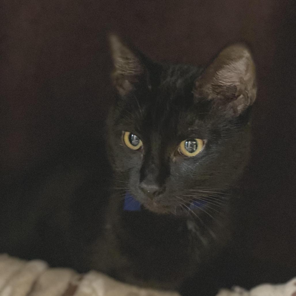 Enlarge Simba-$199, a Adoptable Domestic Short Hair in Springfield, MA image 6/6