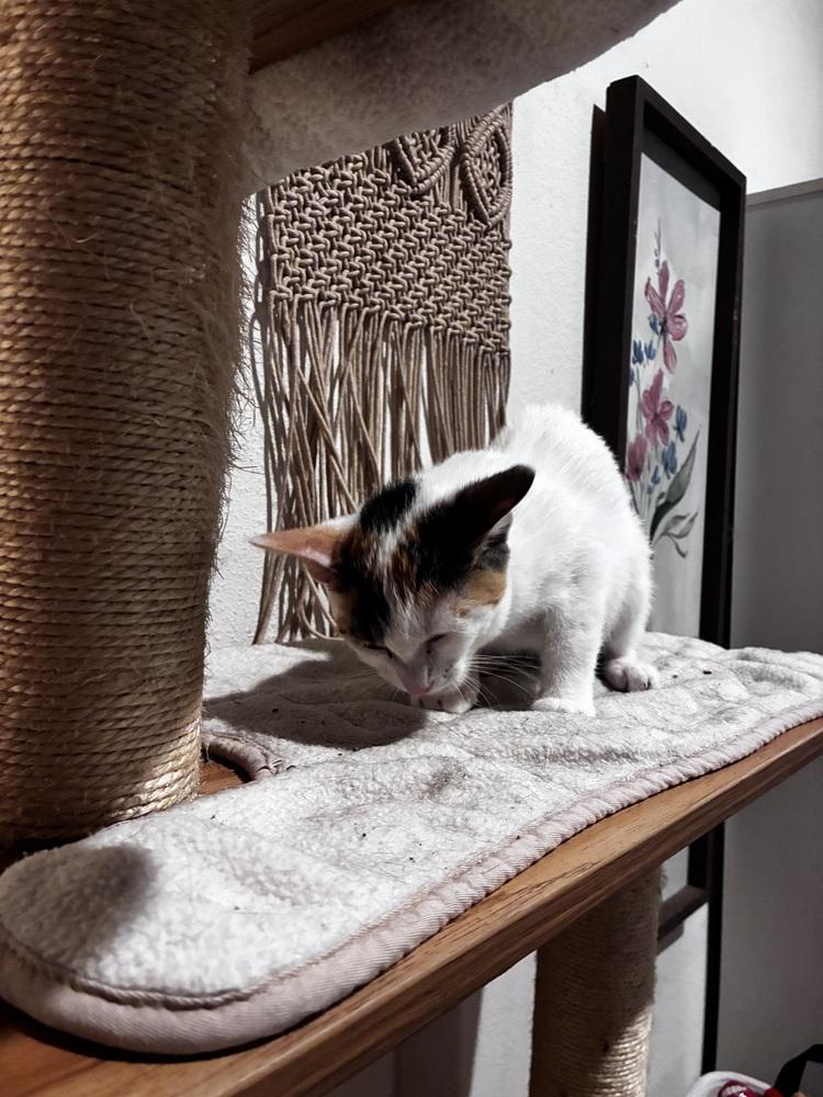 Vanilla, a Adoptable mixed breed in DELTONA, FL image 2/6