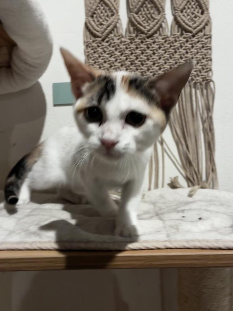 Vanilla, a Adoptable mixed breed in DELTONA, FL image 3/6