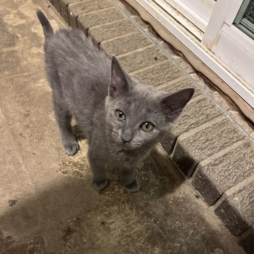 Enlarge Luna, a Adoptable mixed breed in Morganfield, KY image 4/4
