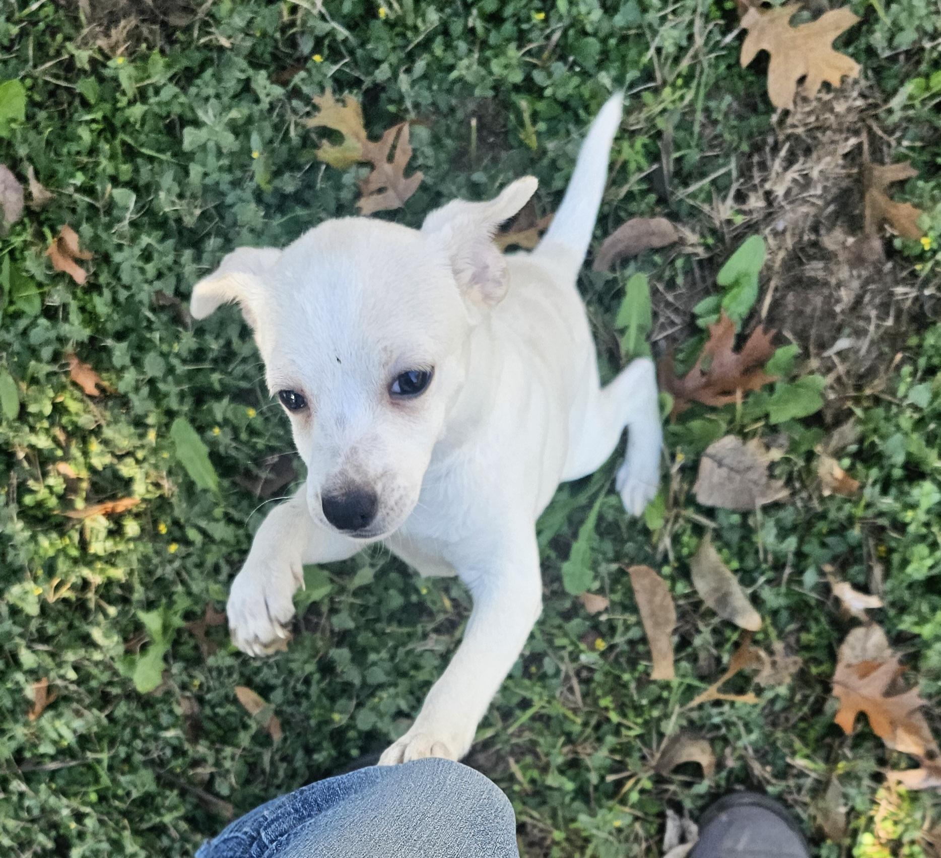 Enlarge Lilly, an adopted Chihuahua in Dallas, TX image 2/6