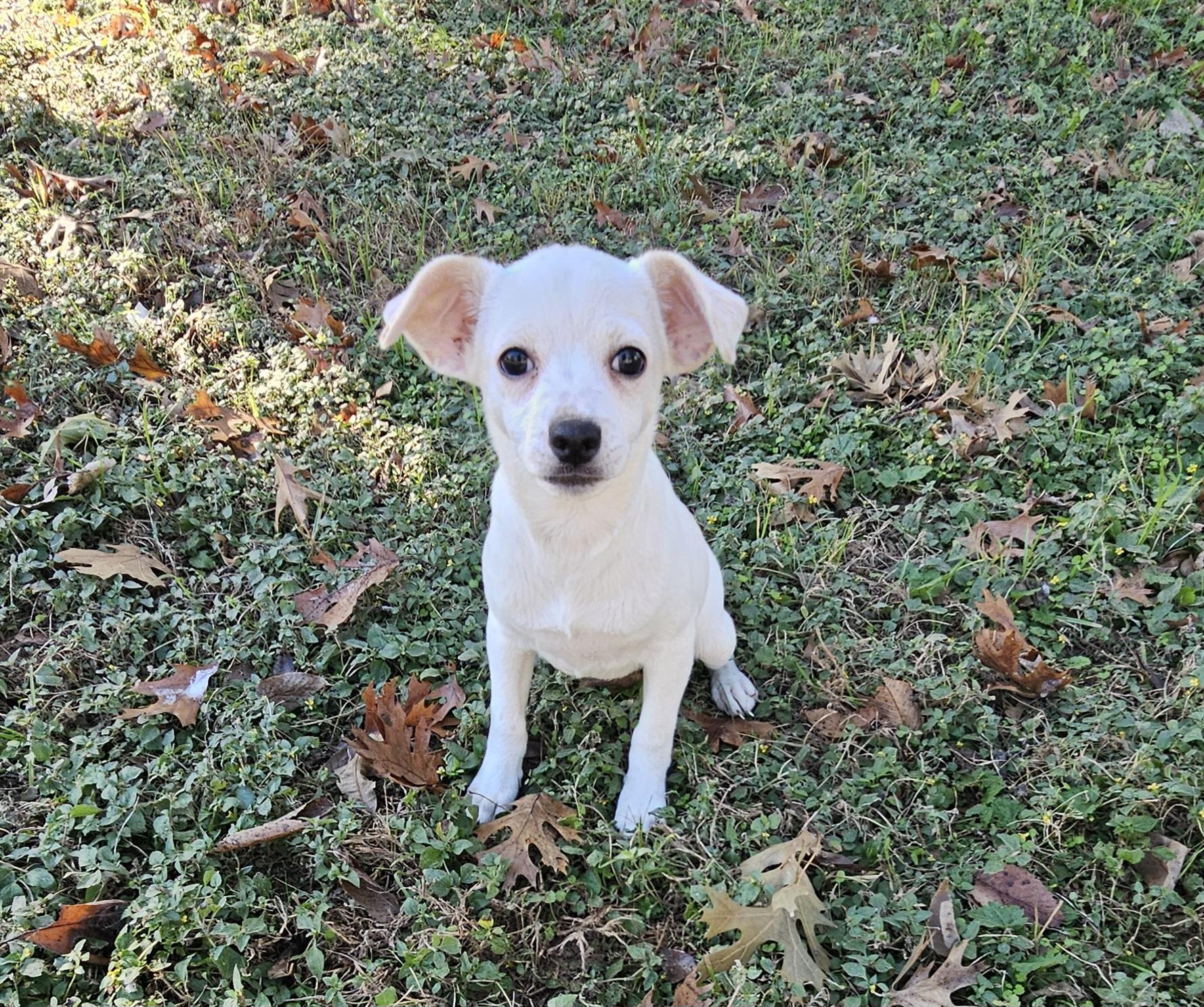 Enlarge Lilly, an adopted Chihuahua in Dallas, TX image 1/6