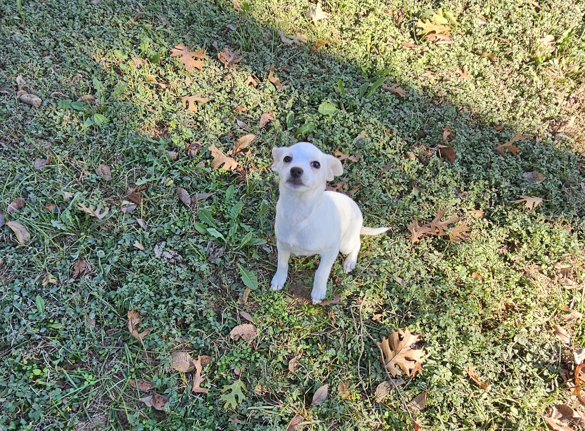 Enlarge Lilly, an adopted Chihuahua in Dallas, TX image 3/6