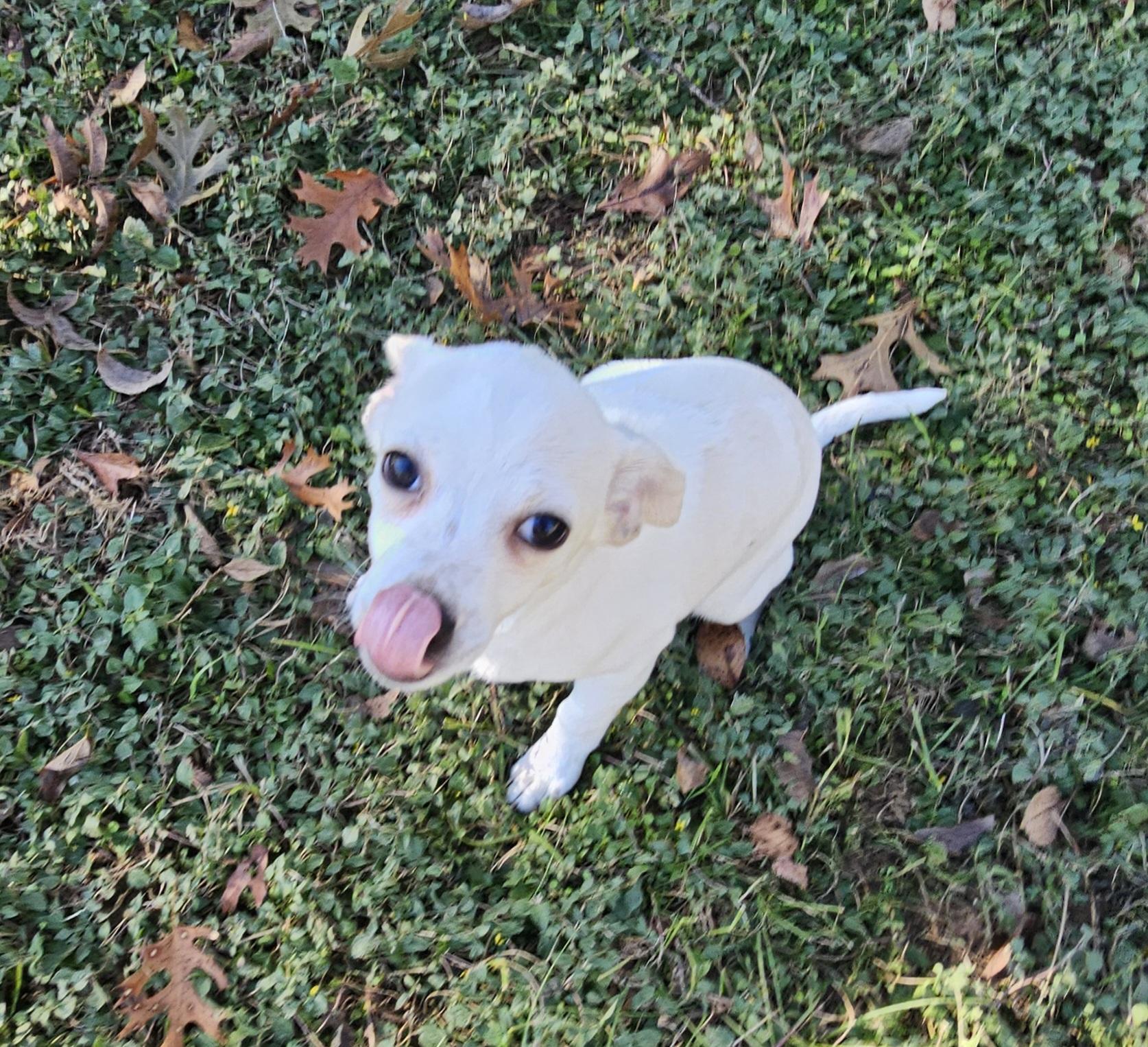 Enlarge Lilly, an adopted Chihuahua in Dallas, TX image 4/6