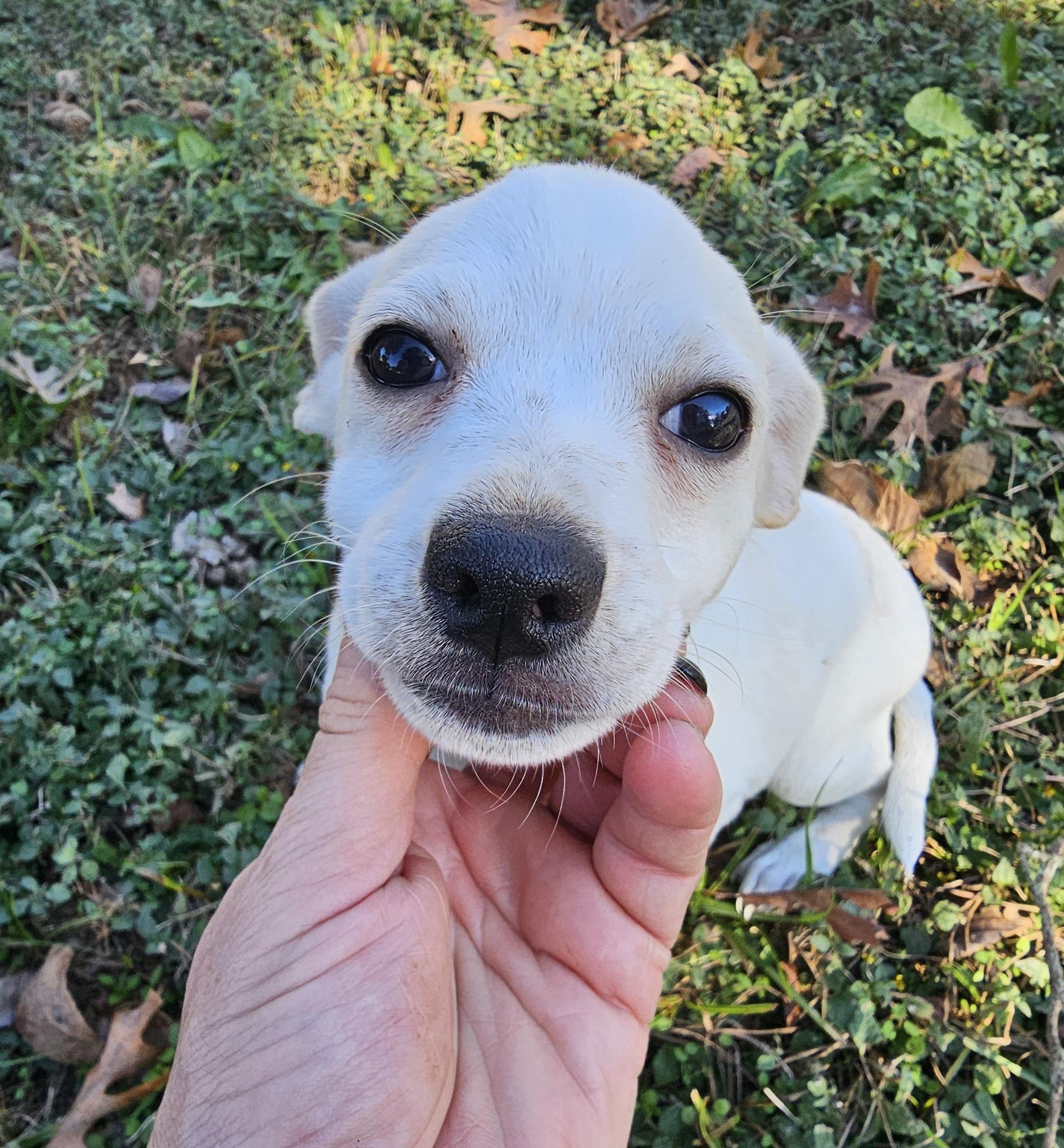 Enlarge Lilly, an adopted Chihuahua in Dallas, TX image 5/6