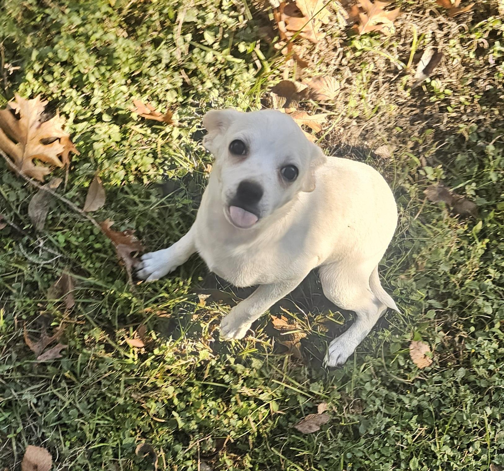 Enlarge Lilly, an adopted Chihuahua in Dallas, TX image 6/6