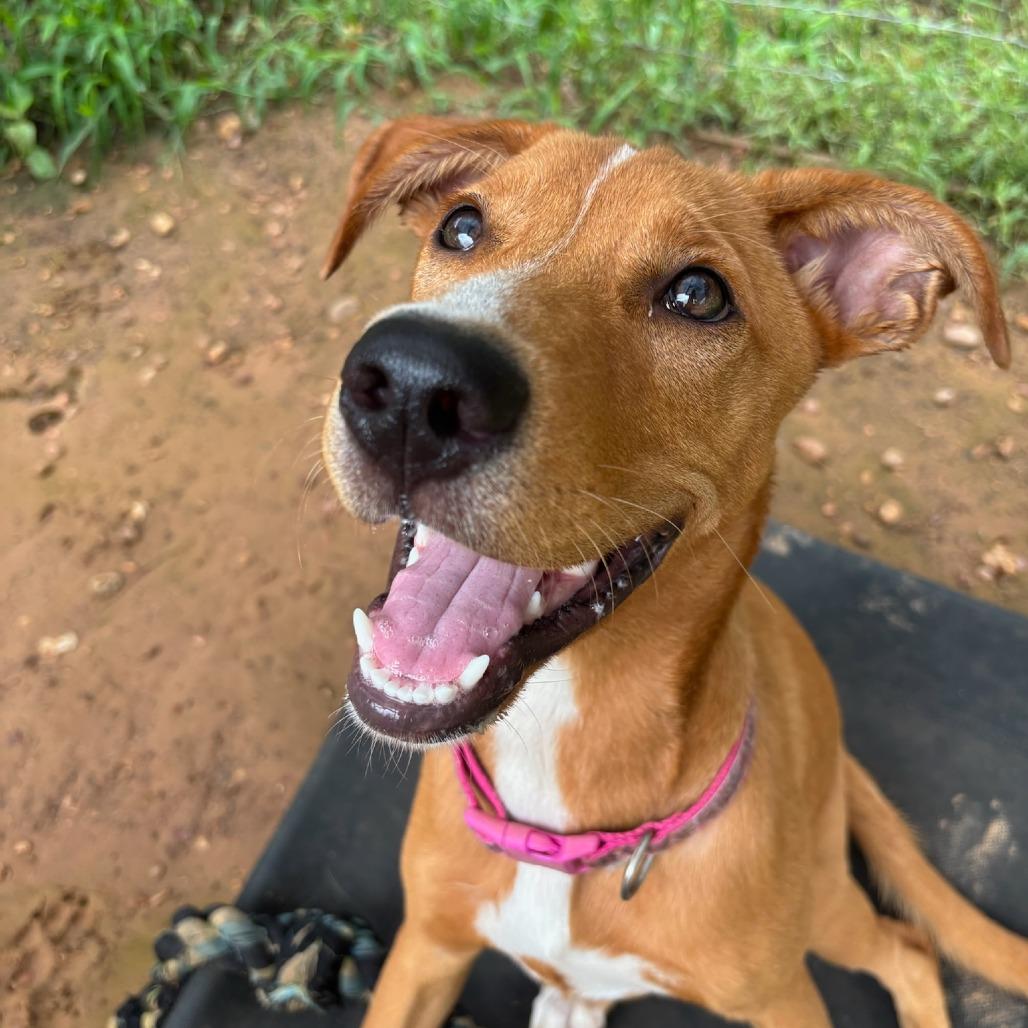 Enlarge Lady, a Adoptable Terrier in Cedar Creek, TX image 1/1