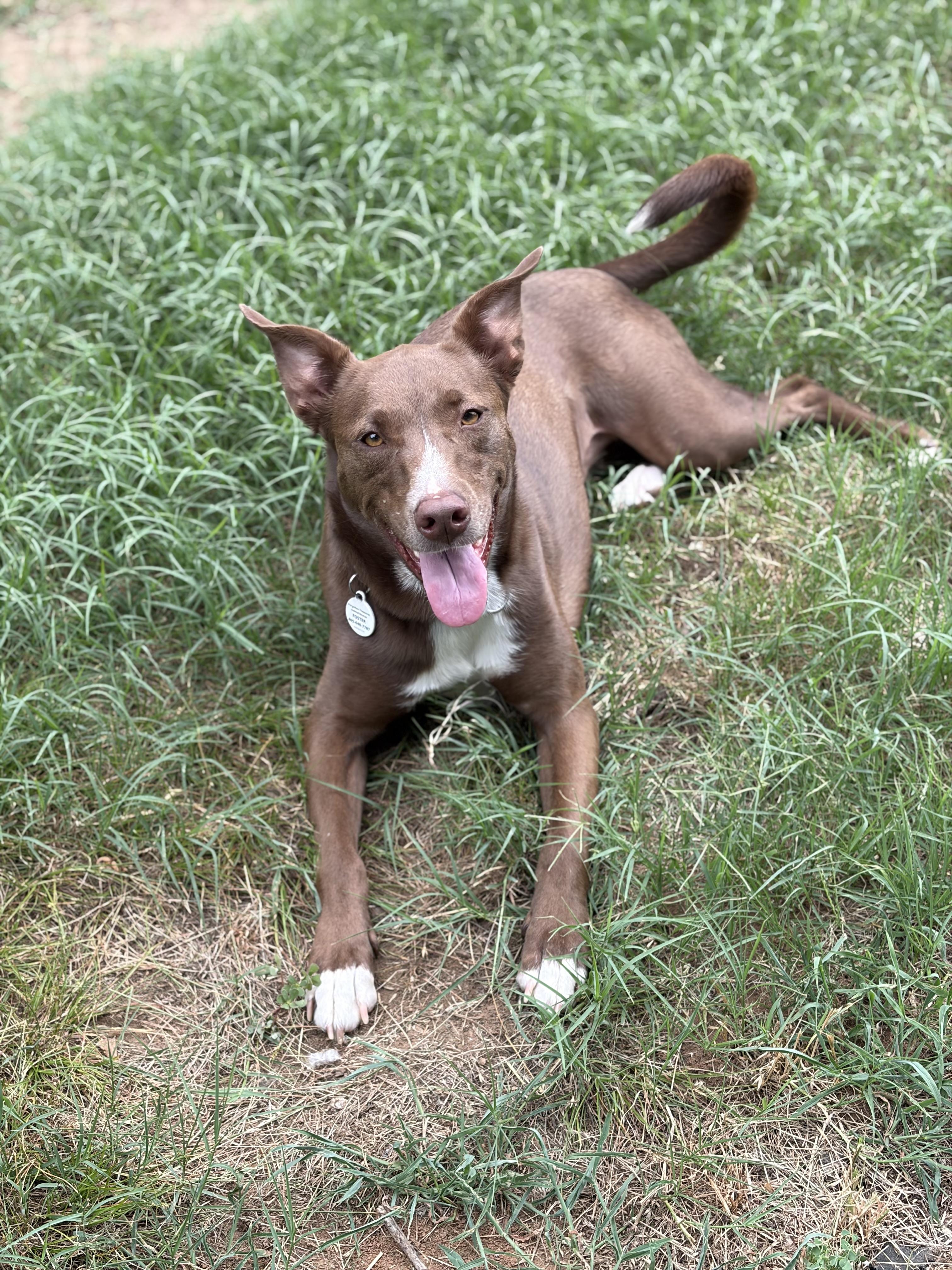 Enlarge Moose, a Adoptable mixed breed in Meeker, OK image 1/6