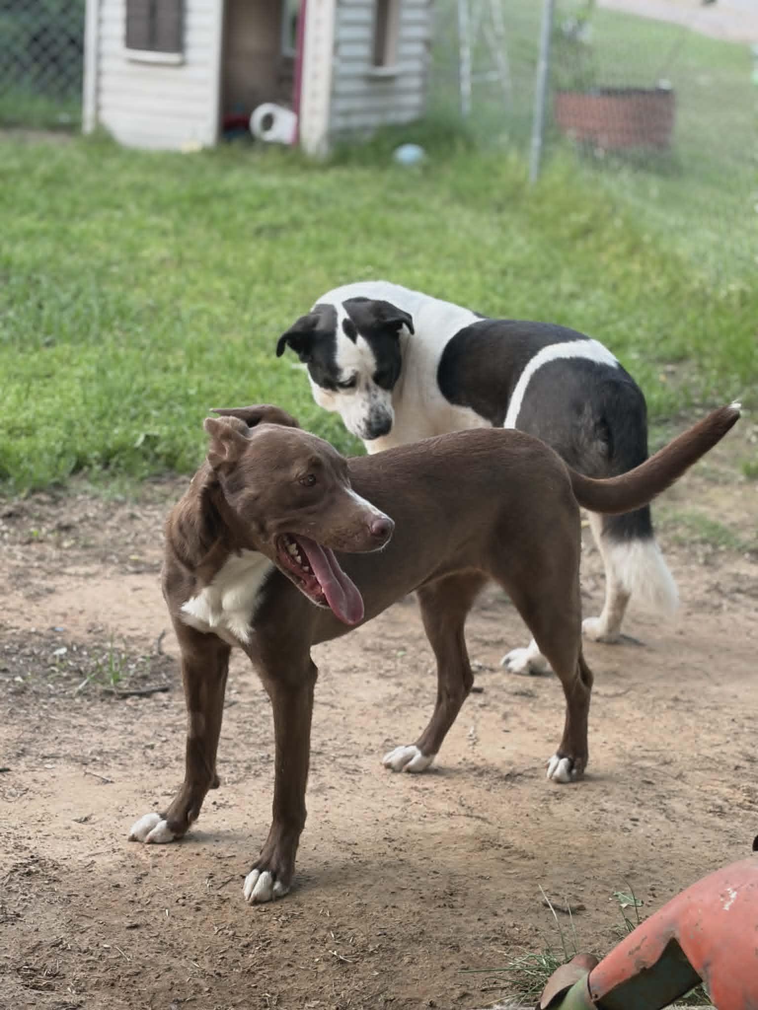Enlarge Moose, a Adoptable mixed breed in Meeker, OK image 3/6