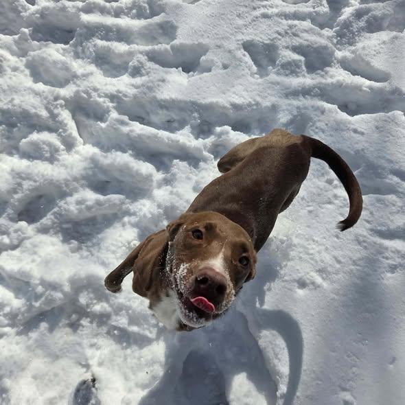 Enlarge Moose, a Adoptable mixed breed in Meeker, OK image 5/6