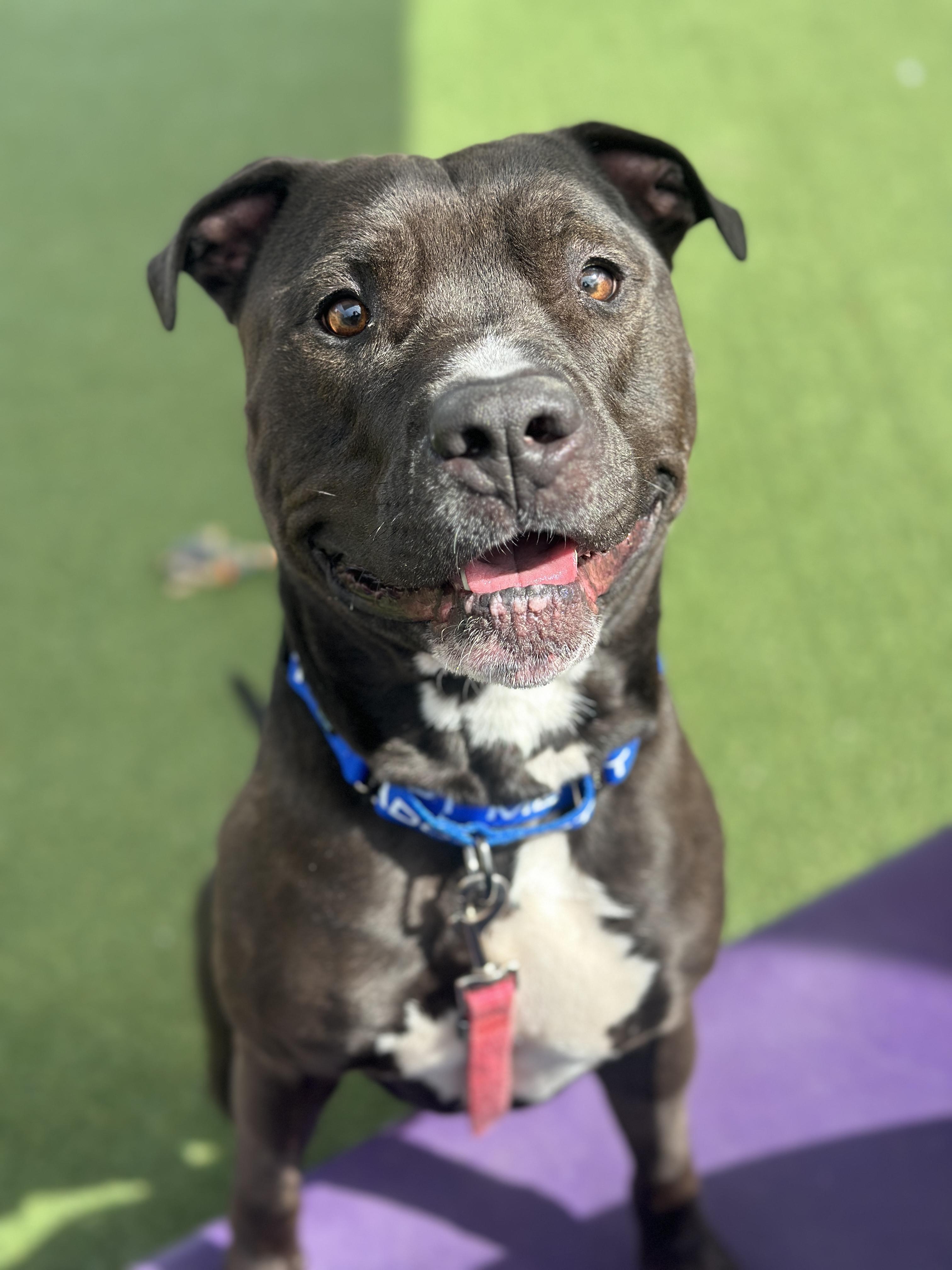 Stoppard, Adoptable, Young Male Pit Bull Terrier.