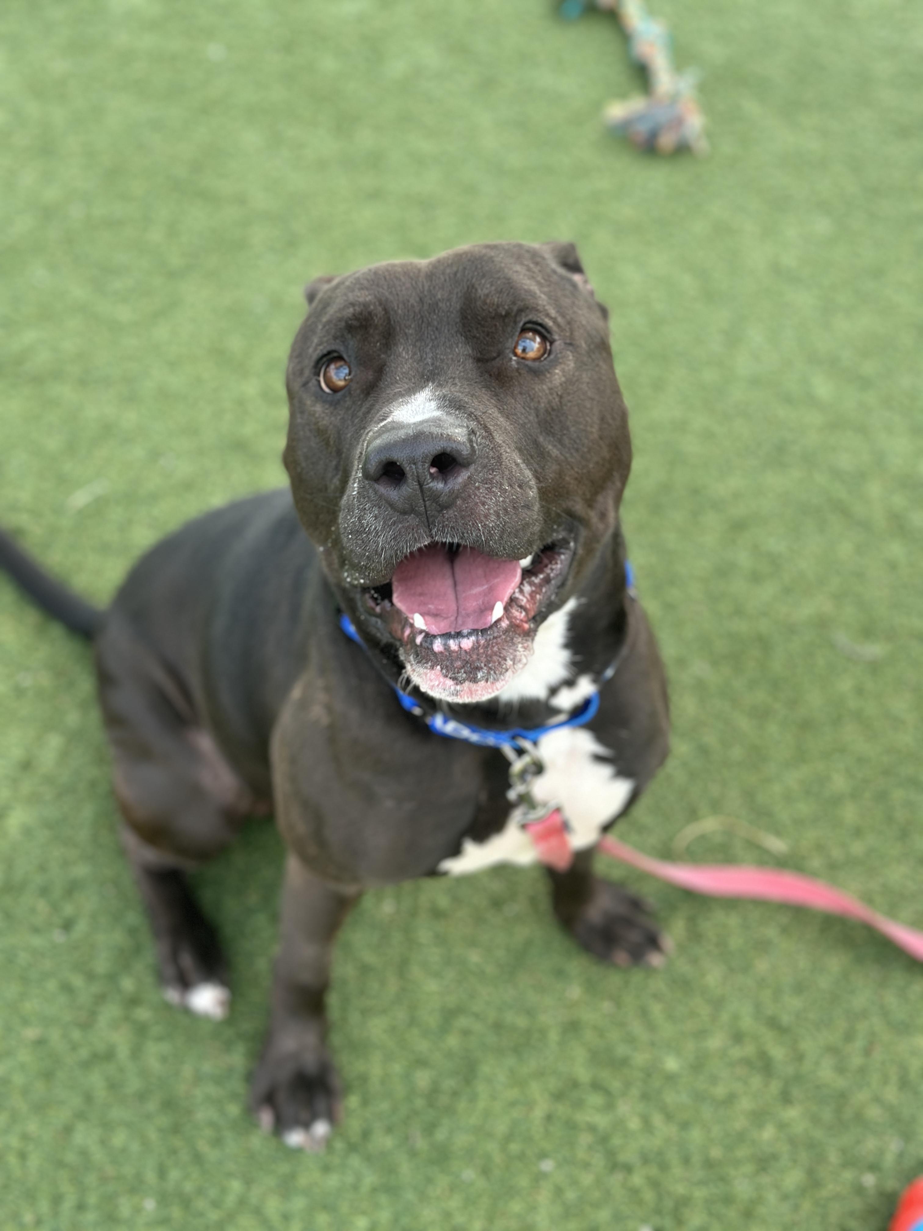 Enlarge Stoppard, a Adoptable mixed breed in Cleveland, OH image 5/6