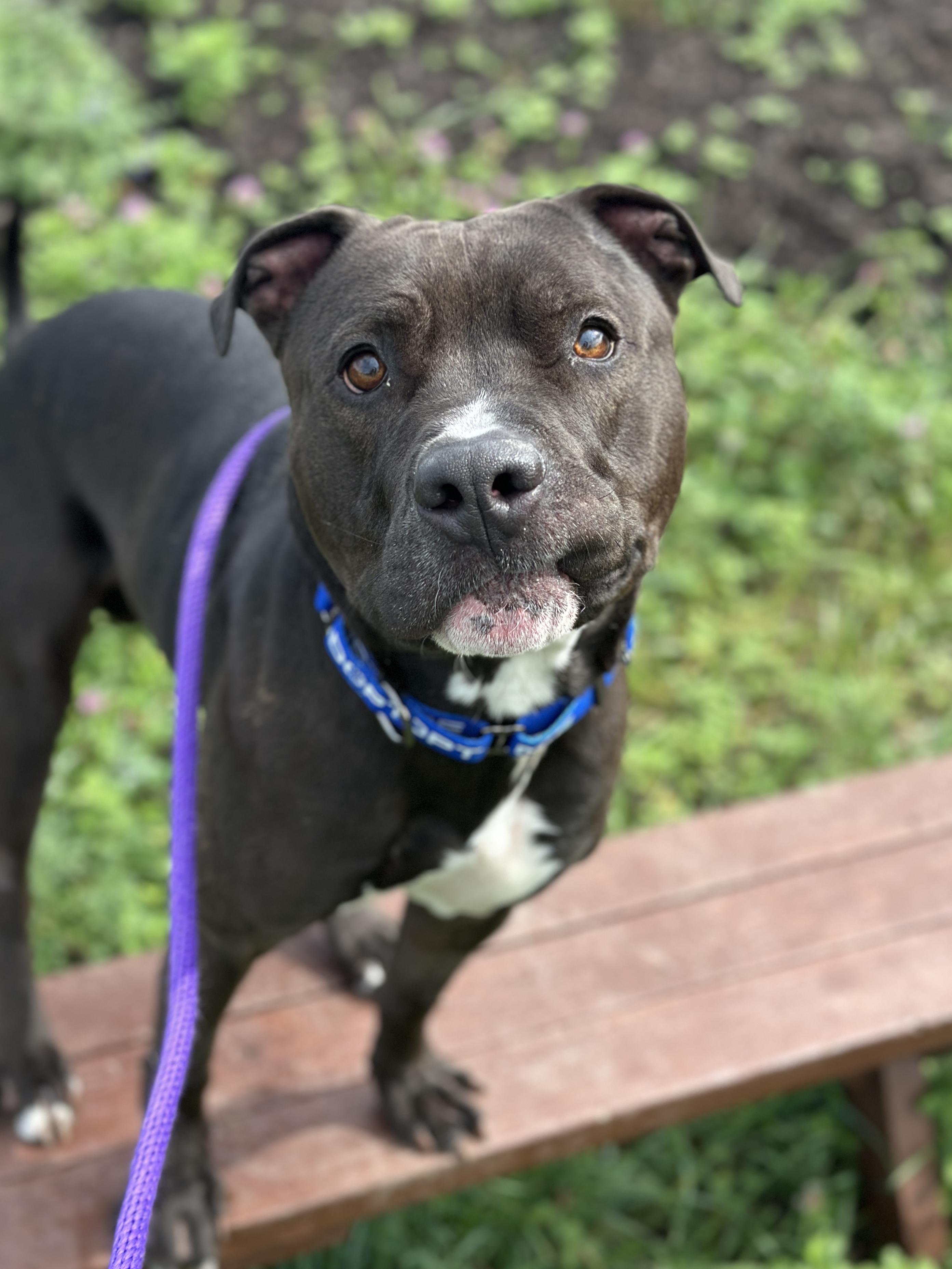 Enlarge Stoppard, a Adoptable mixed breed in Cleveland, OH image 2/6