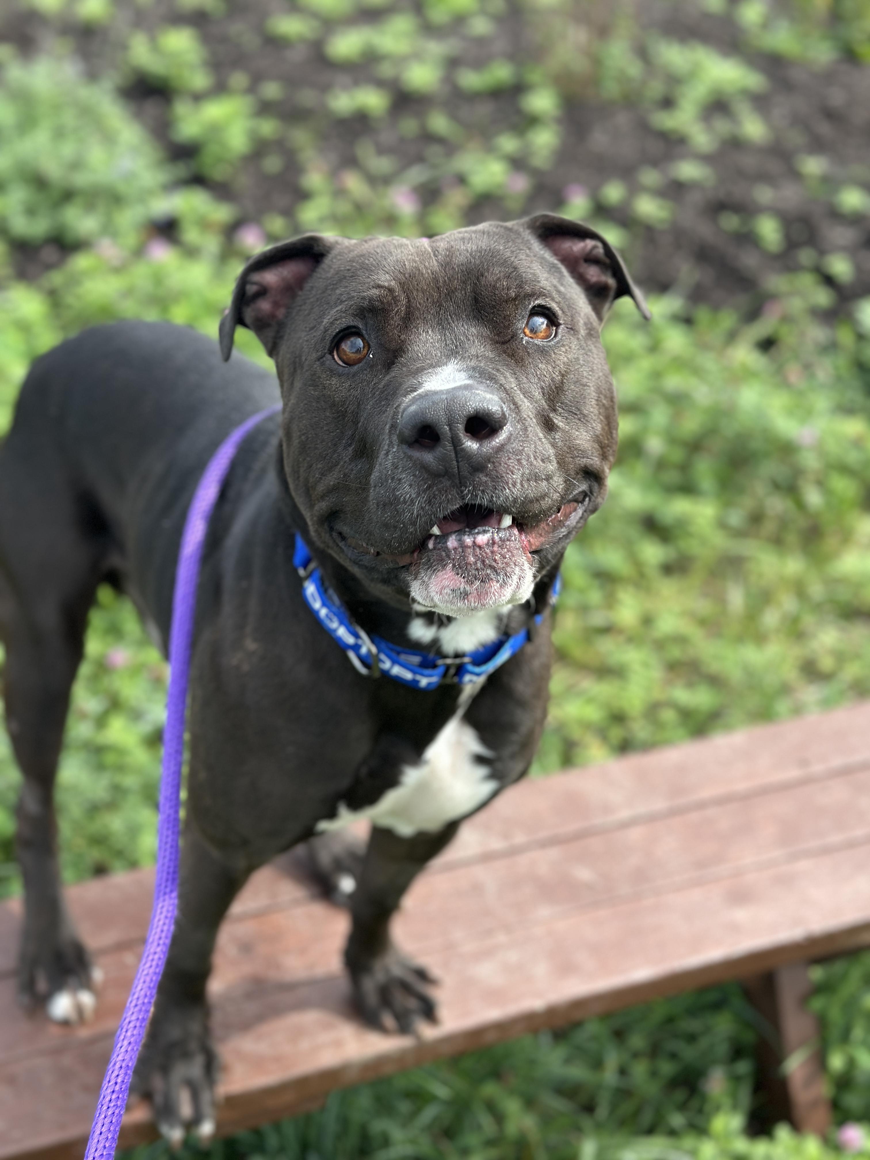 Enlarge Stoppard, a Adoptable mixed breed in Cleveland, OH image 3/6