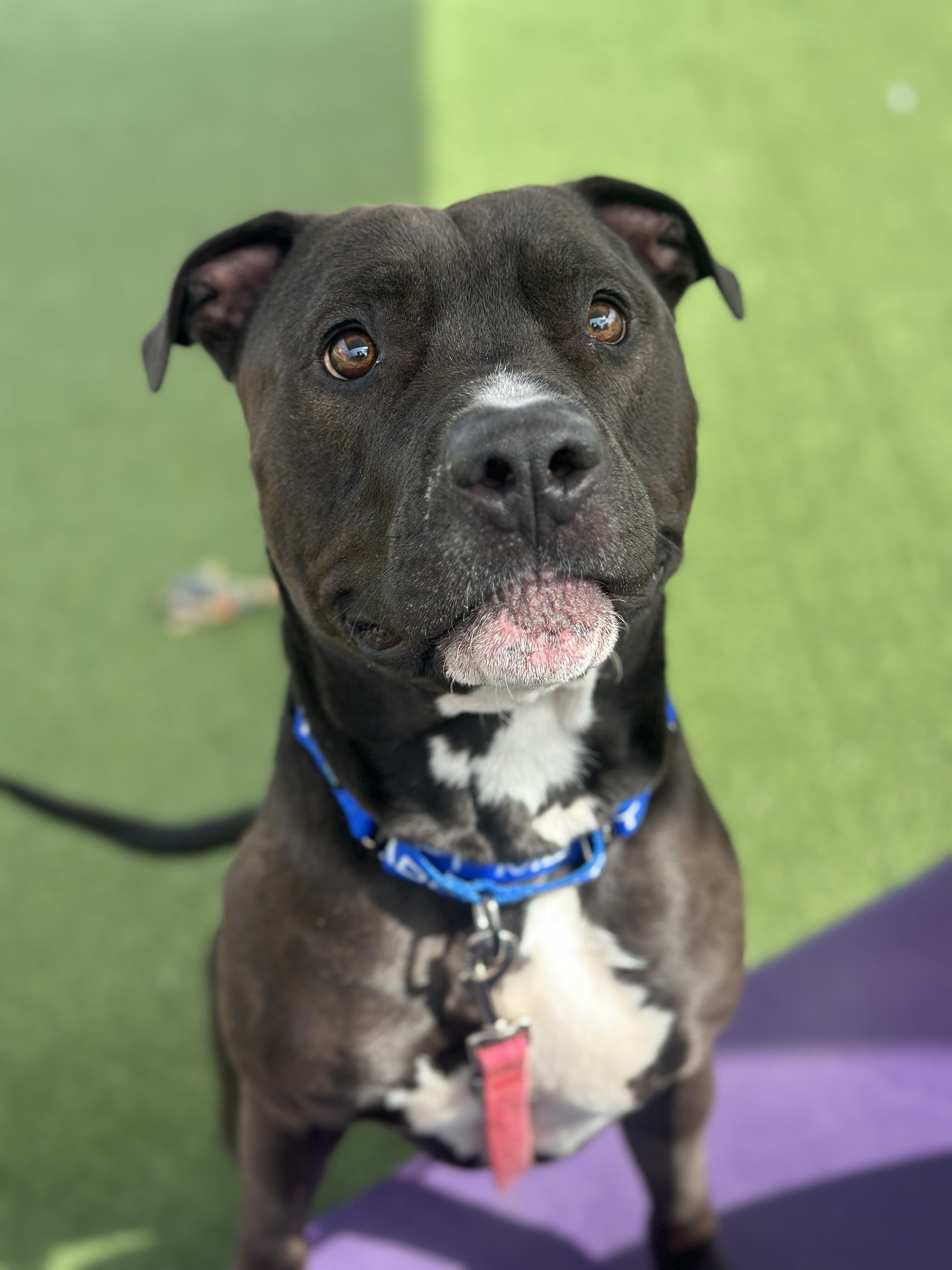 Enlarge Stoppard, a Adoptable mixed breed in Cleveland, OH image 4/6