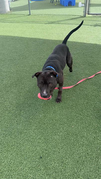 Enlarge Stoppard, a Adoptable mixed breed in Cleveland, OH video 6/6