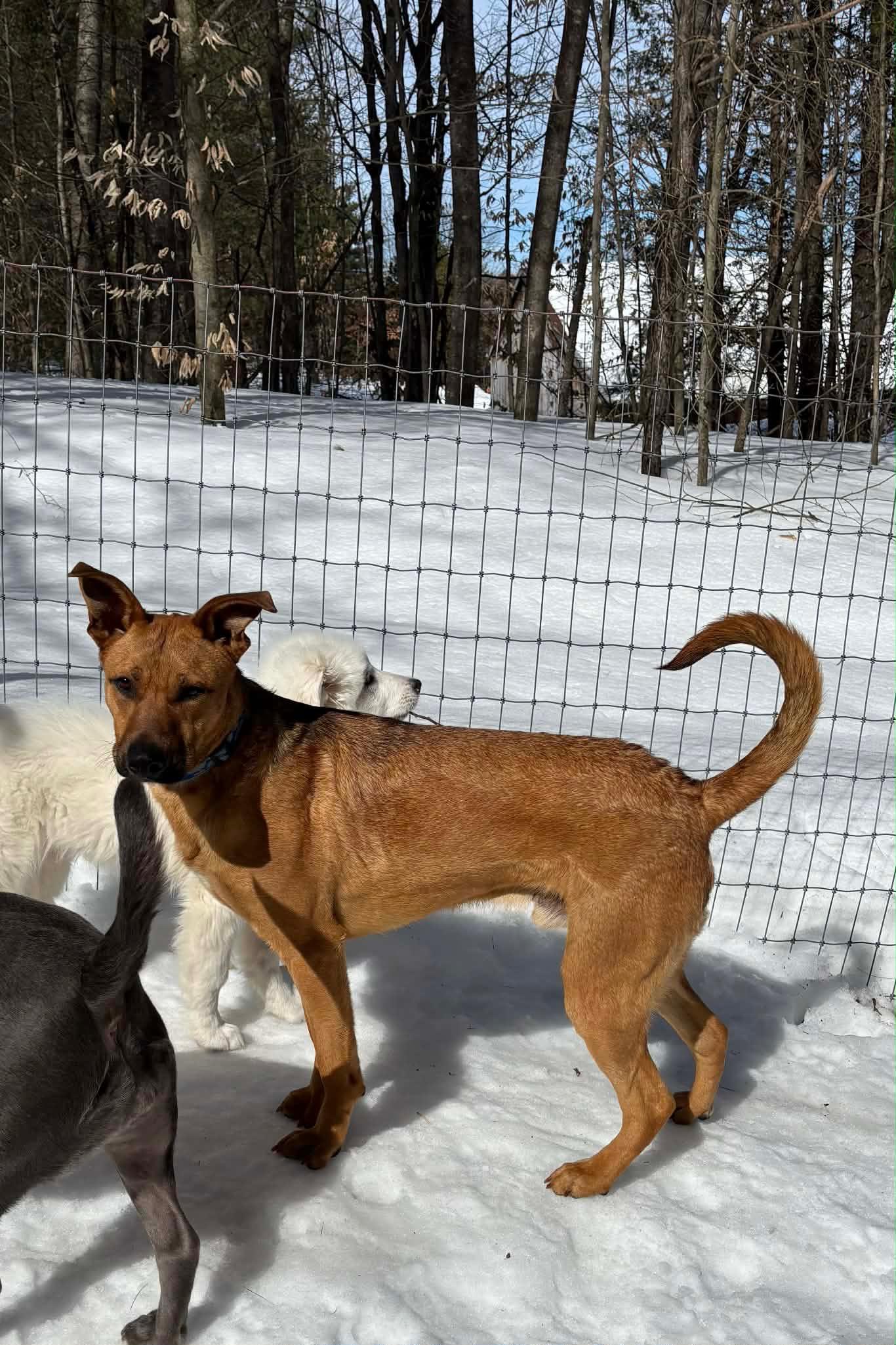 Enlarge FINN, a Adoptable mixed breed in Fosters, AL image 3/5