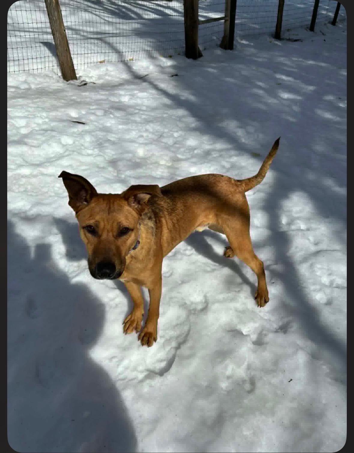 Enlarge FINN, a Adoptable mixed breed in Fosters, AL image 2/5