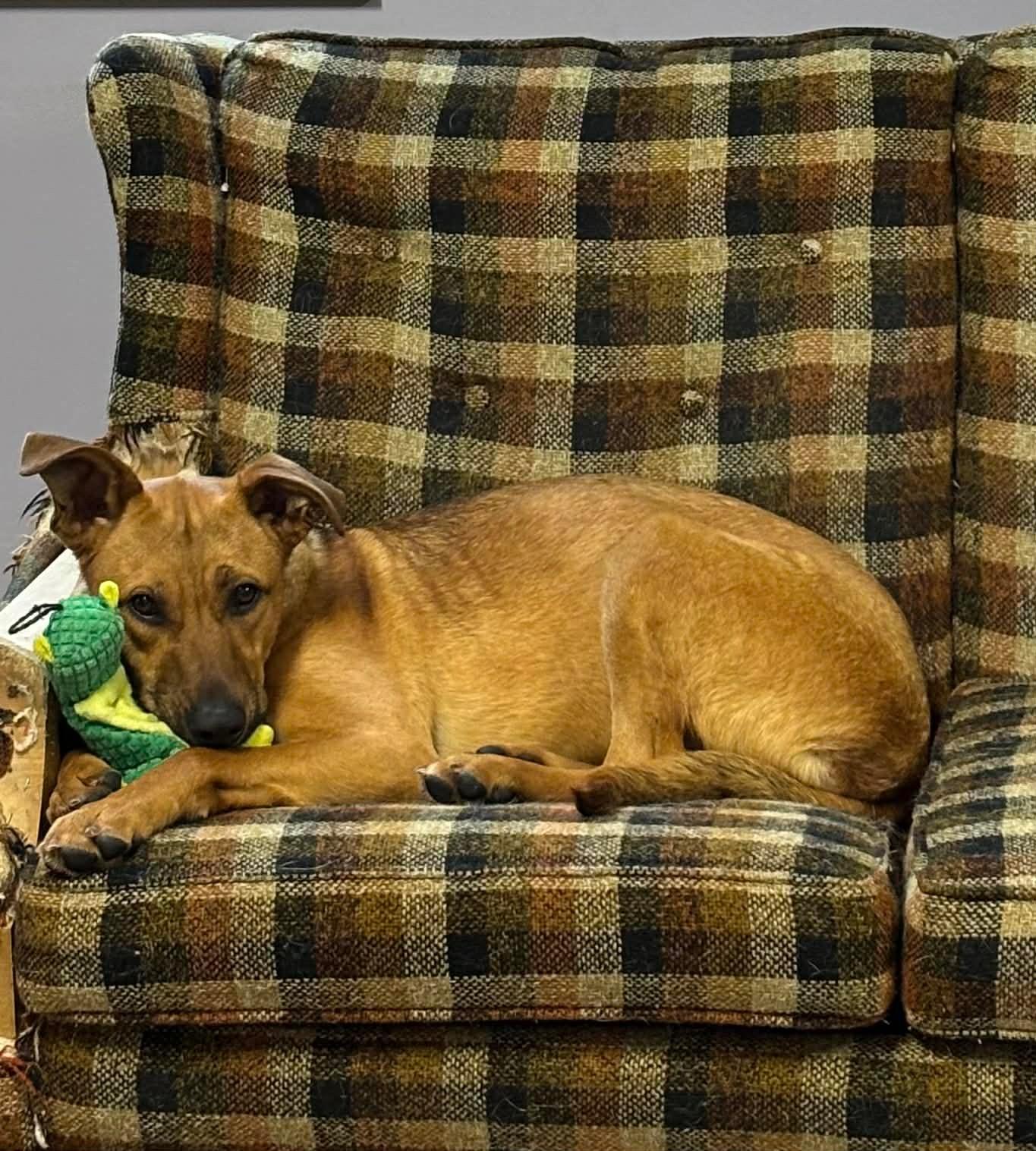 FINN, Adoptable, Young Male German Shepherd Dog & Pit Bull Terrier.