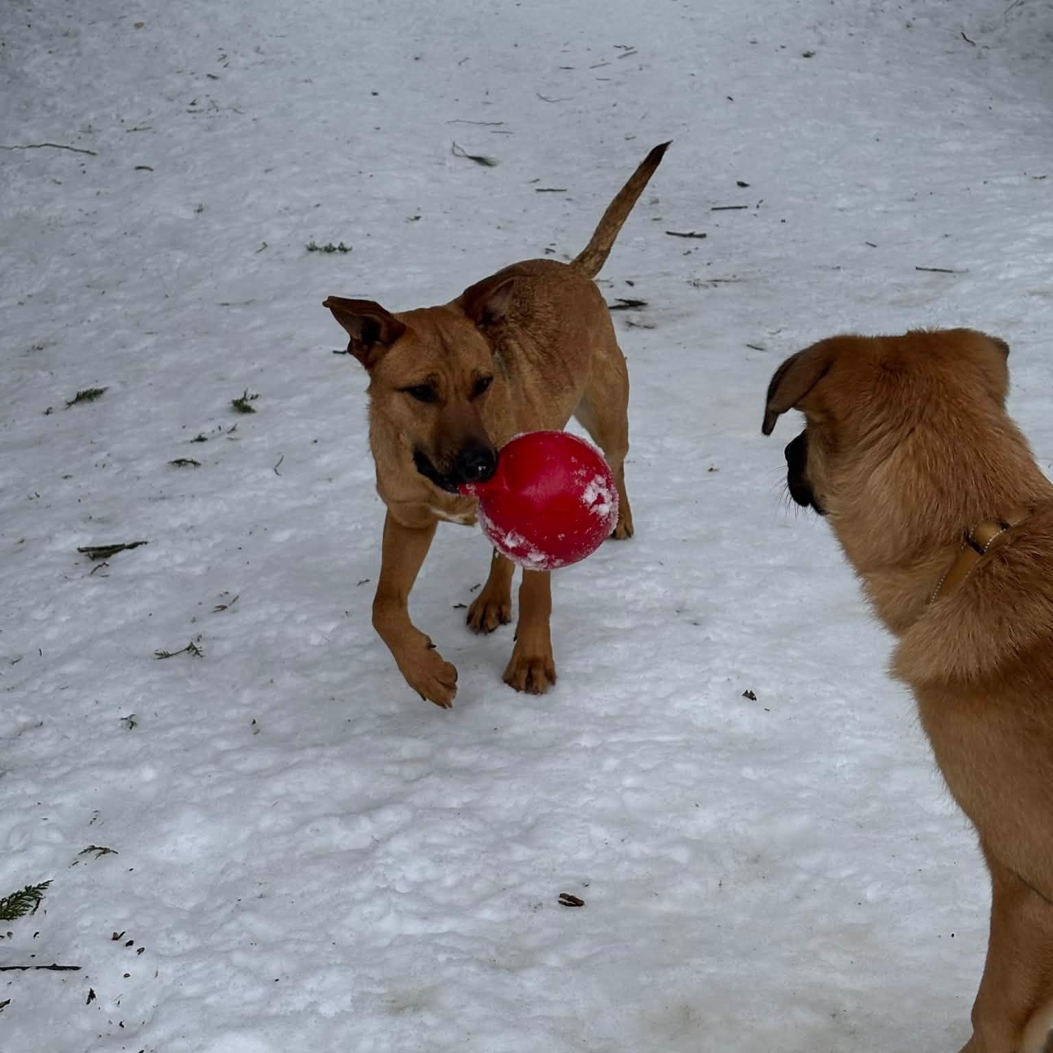 Enlarge FINN, a Adoptable mixed breed in Fosters, AL image 4/5