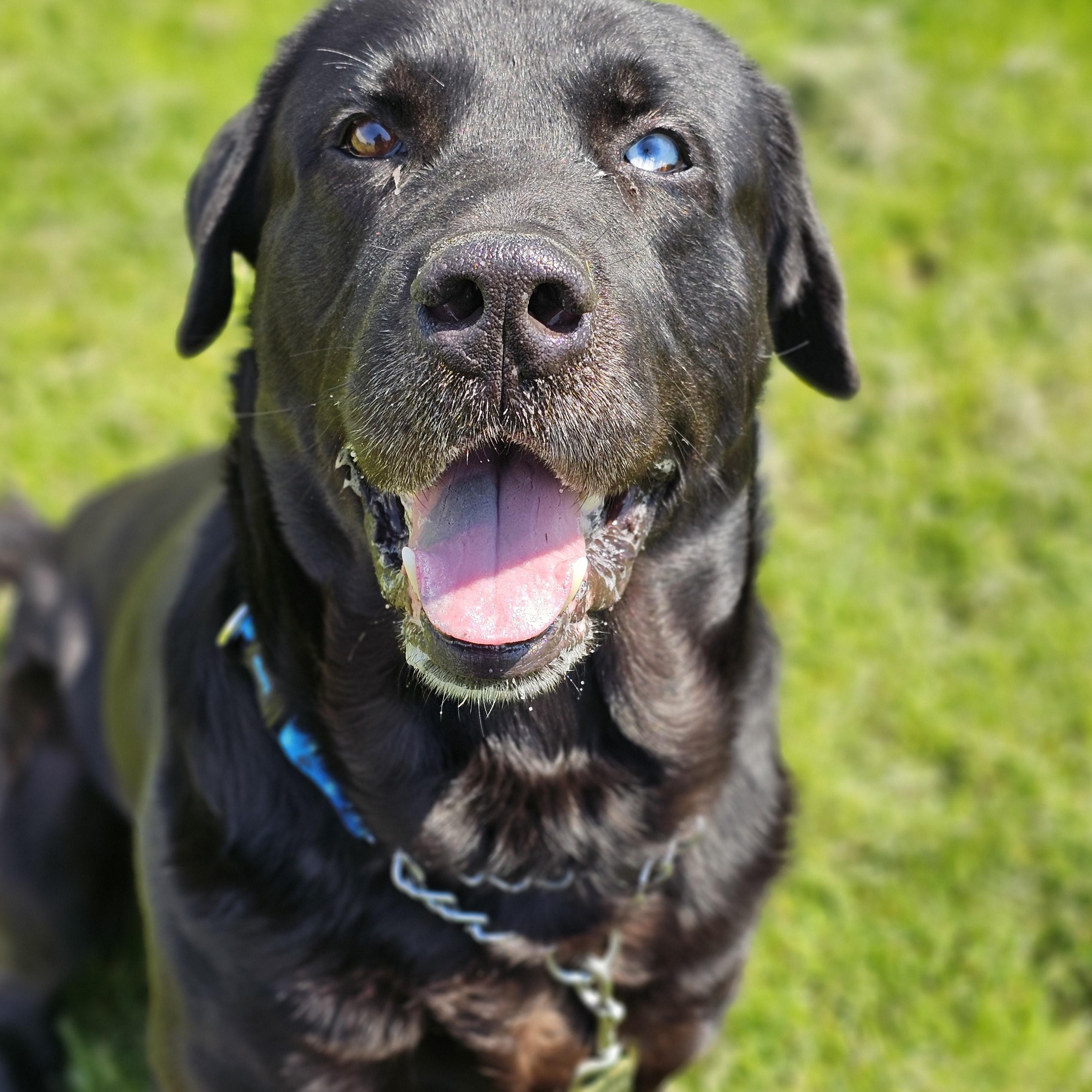 Ralph, ADOPTABLE, Adult Male Black Labrador Retriever & Great Pyrenees.