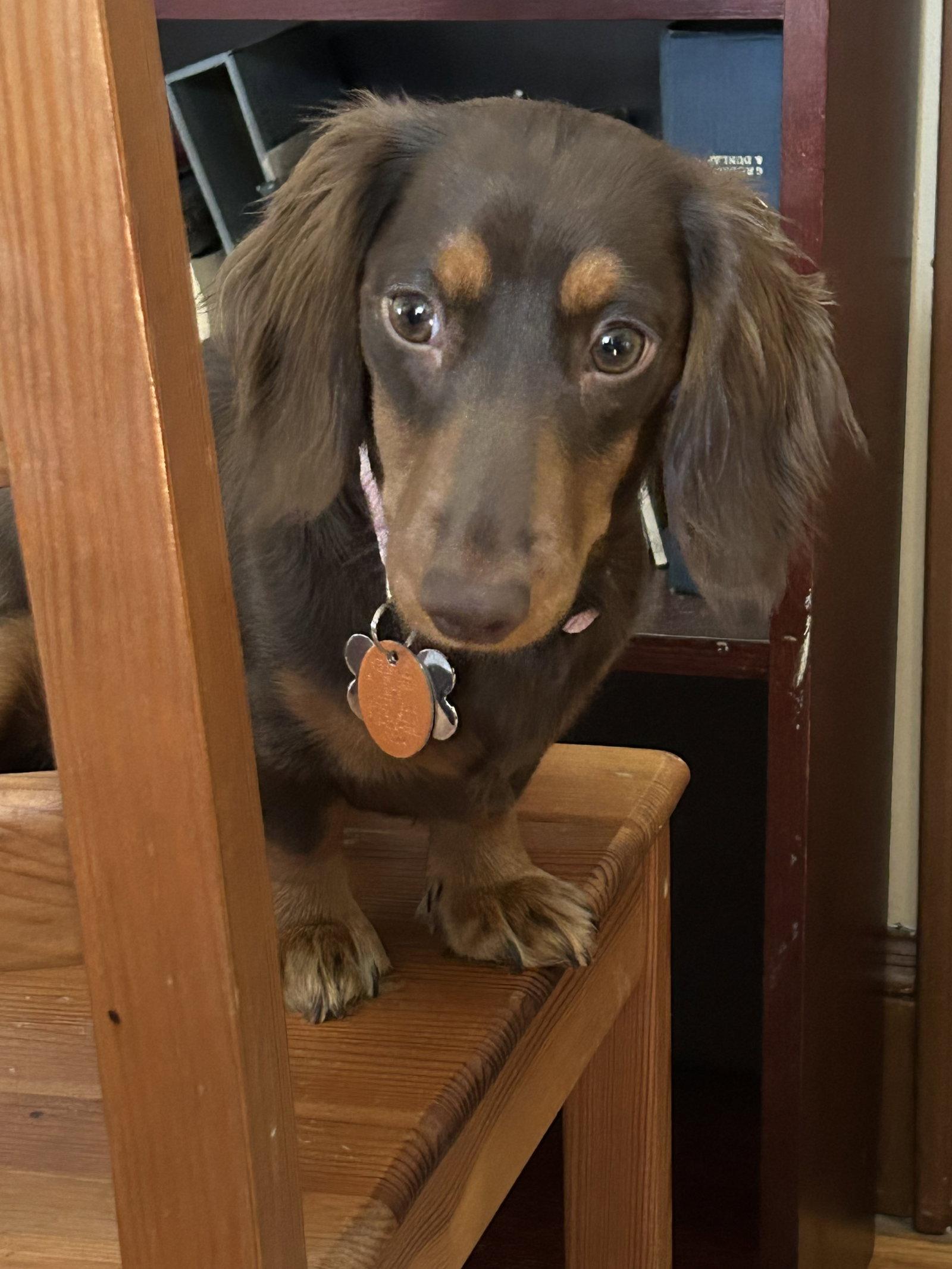 Lucy13, Adopted, Puppy Female Dachshund.