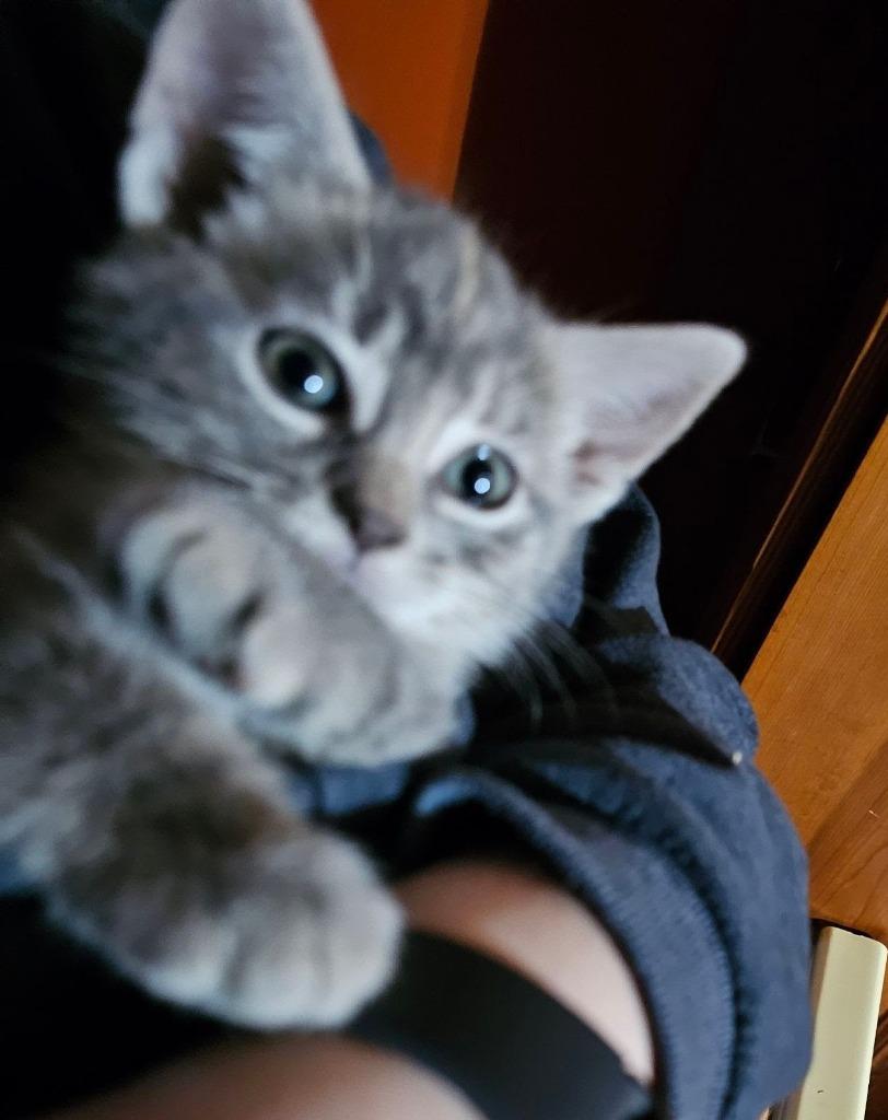 Enlarge Mischief, a Adopted mixed breed in Parkville, MD image 1/1