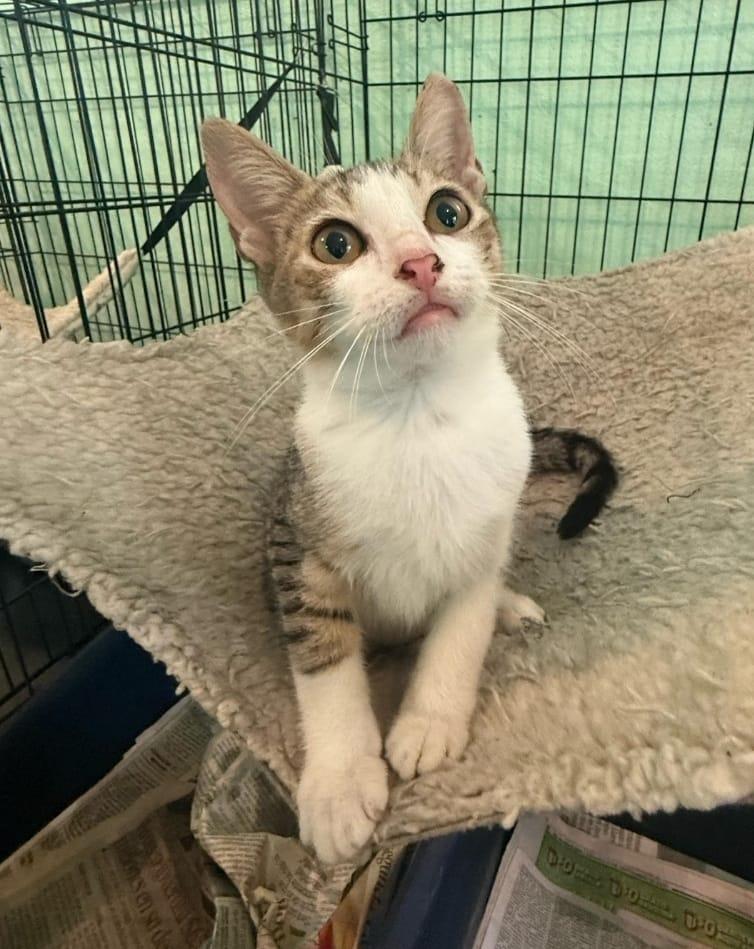 Coquito, a Adoptable Tabby in Windsor Locks, CT image 3/5